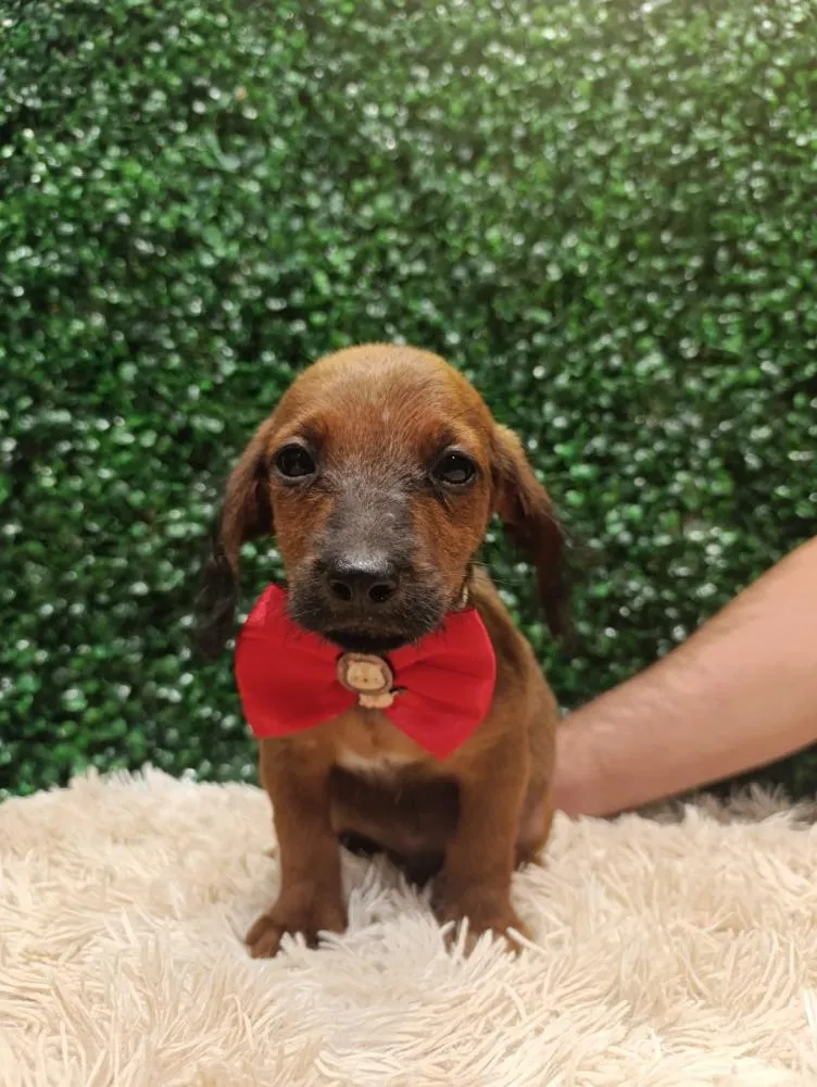 Evento de adoção de animais reúne mais de 40 pets resgatados neste sábado